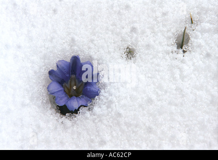 Enzian-Blüten (Gentiana, Gentianaceae) im Schnee. Karakol Seen der Iolgo Reihe Altai Sibirien-Russland Stockfoto