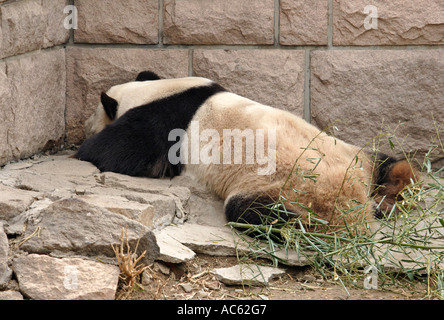Schlafen im Zoo in Peking, China Panda Stockfoto