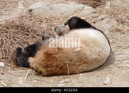 Schlafen im Zoo in Peking, China Panda Stockfoto