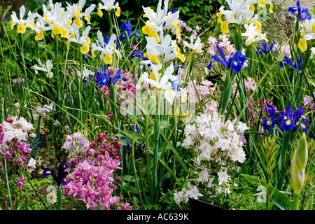 Vielzahl von Iris am Abtei-Haus-Gärten, Malmesbury, Wiltshire, UK, England Stockfoto