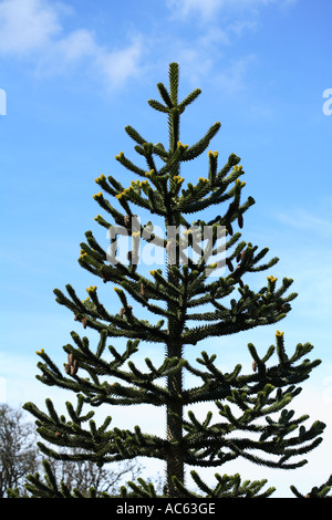 Monkey Puzzle Tree Stockfoto