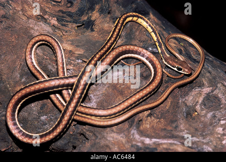 HÄUFIG BRONZEBACK TREE SNAKE Dendrelaphis Tristis nicht giftige häufig Stockfoto