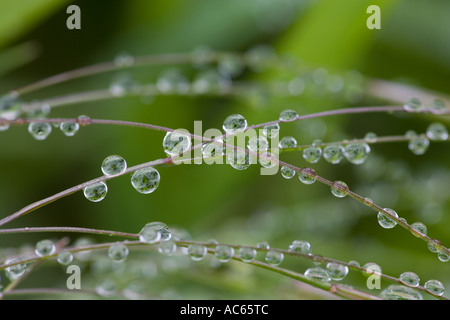 Wassertropfen auf dem Rasen Stockfoto
