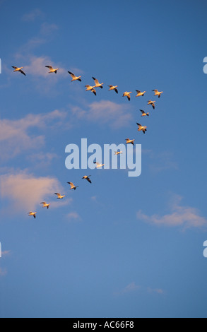 Migrieren von Gänse-vertikal Stockfoto