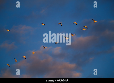 Migrieren von Gänse-Horizontal Stockfoto