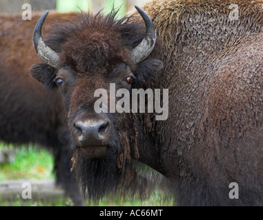 Weiblicher Bison-Kopf Yellowstone National Park Wyoming USA Vereinigte Staaten von Amerika Bison yellowstone Bison Stockfoto