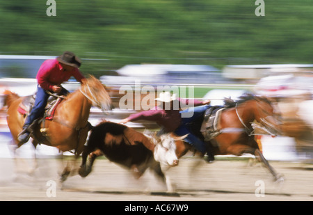 Kalb roping Wettbewerb beim Rodeo in Neuseeland Stockfoto