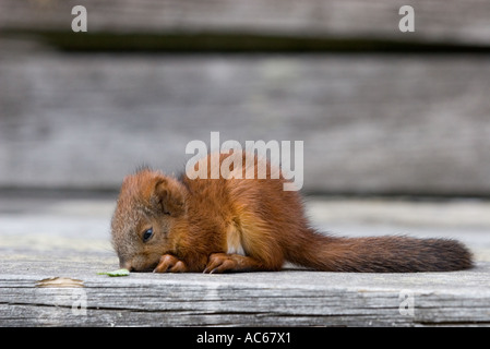 Junger Nachkomme eines roten Eichhörnchens ( Sciurus vulgaris ), Finnland Stockfoto