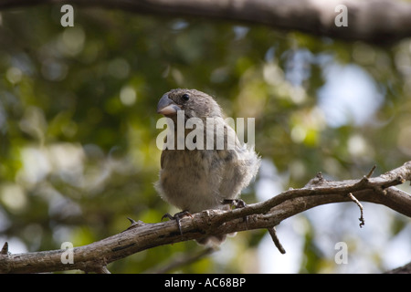 Mittlere Baum Finch auf Floreana Insel Galapagos Stockfoto