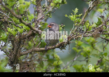 Mittlerer Boden Finch auf Santa Cruz auf den Galapagos Inseln Stockfoto