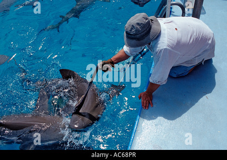 Beißen Zitrone Hai auf der Oberfläche Negaprion Brevirostris Bahamas Atlantik Stockfoto