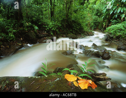 Bach Rauschen durch üppigen dichten Regenwald auf der Insel St. Lucia in Westindien Stockfoto