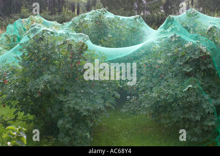 Rote und schwarze Johannisbeere Büsche unter grüner Vogel Netze zum Schutz der Beeren von Vögel, Finnland Stockfoto