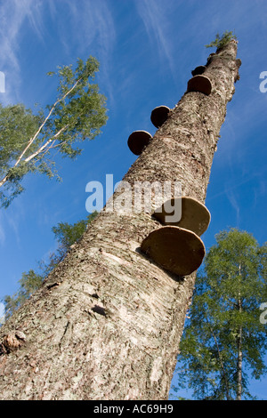 Alte tote stehende Birke (Betula) Baumstamm mit Bracket Pilz gefüllt, Finnland Stockfoto