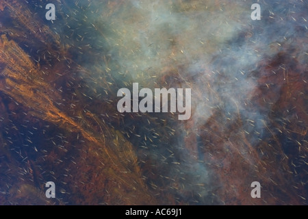 Wolke von hohen Ölseife schwimmt unter Wasser unter Schwarm von Fischbrut , Finnland Stockfoto