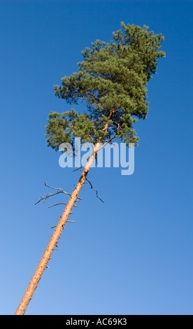 Kiefer (Pinus sylvestris) Baum gegen blauen Himmel, Finnland Stockfoto