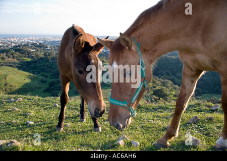 Pony weidet in den Hügeln oberhalb von Fuengirola, Spanien Ponys Pferd Pferde Landschaft Campo Andalusien, spanische Landschaft Andalusiens Stockfoto