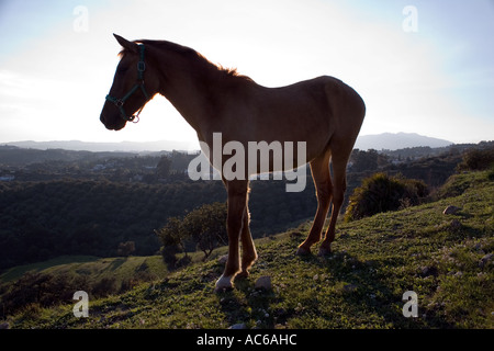 Pony weidet in den Hügeln oberhalb von Fuengirola, Spanien Ponys Pferd Pferde Landschaft Campo Andalusien, spanische Landschaft Andalusiens Stockfoto
