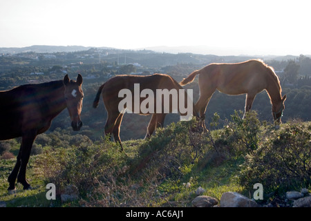 Pony weidet in den Hügeln oberhalb von Fuengirola, Spanien Ponys Pferd Pferde Landschaft Campo Andalusien, spanische Landschaft Andalusiens Stockfoto