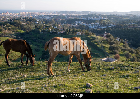 Pony weidet in den Hügeln oberhalb von Fuengirola, Spanien Ponys Pferd Pferde Landschaft Campo Andalusien, spanische Landschaft Andalusiens Stockfoto