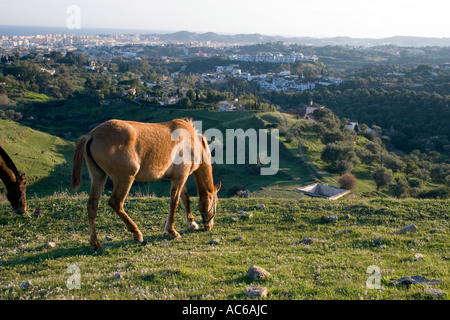 Pony weidet in den Hügeln oberhalb von Fuengirola, Spanien Ponys Pferd Pferde Landschaft Campo Andalusien, spanische Landschaft Andalusiens Stockfoto
