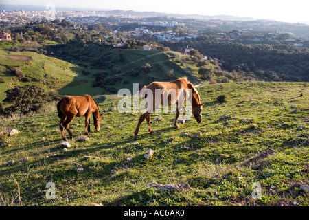 Pony weidet in den Hügeln oberhalb von Fuengirola, Spanien Ponys Pferd Pferde Landschaft Campo Andalusien, spanische Landschaft Andalusiens Stockfoto