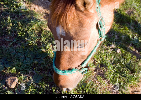 Pony weidet in den Hügeln oberhalb von Fuengirola, Spanien Ponys Pferd Pferde Landschaft Campo Andalusien, spanische Landschaft Andalusiens Stockfoto