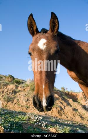 Pony weidet in den Hügeln oberhalb von Fuengirola, Spanien Ponys Pferd Pferde Landschaft Campo Andalusien, spanische Landschaft Andalusiens Stockfoto