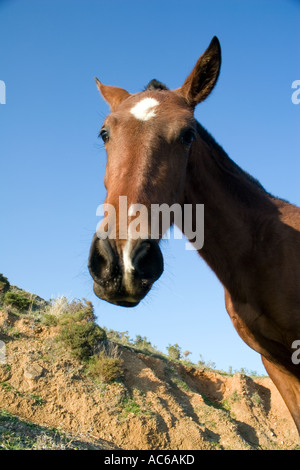 Pony weidet in den Hügeln oberhalb von Fuengirola, Spanien Ponys Pferd Pferde Landschaft Campo Andalusien, spanische Landschaft Andalusiens Stockfoto