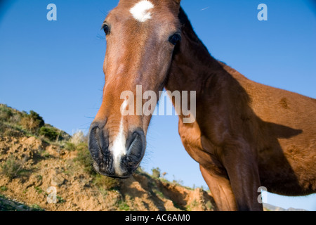 Pony weidet in den Hügeln oberhalb von Fuengirola, Spanien Ponys Pferd Pferde Landschaft Campo Andalusien, spanische Landschaft Andalusiens Stockfoto