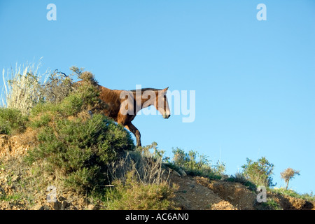 Pony weidet in den Hügeln oberhalb von Fuengirola, Spanien Ponys Pferd Pferde Landschaft Campo Andalusien, spanische Landschaft Andalusiens Stockfoto