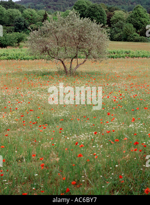 Alter Olivenbaum auf Mohnfeld in der Provence, Südfrankreich. Bild im Hochformat. Einsamer Baum inmitten von rotem Mohn während eines trockenen Sommers Stockfoto