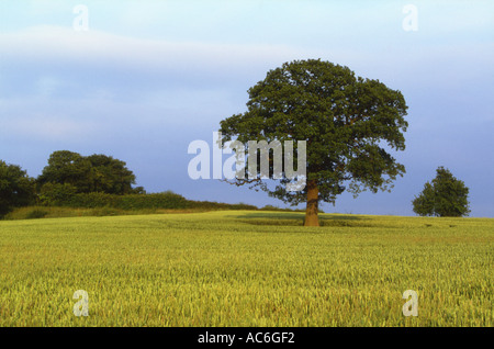 Eiche Baum Quercus Robur in Bereich der Sommerweizen 4 Staffel Folge Teil2 Stockfoto