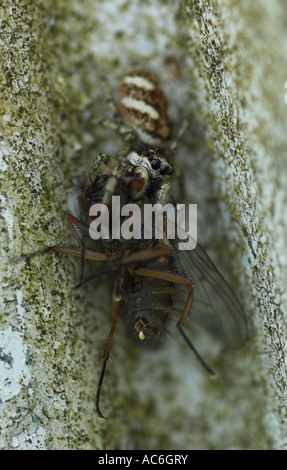 Zebra Spinne Salticus Scenicus mit Beute Stockfoto