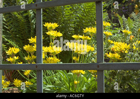 Garten Sorte Bärlauch Allium Spp durch Garten Bock Stockfoto