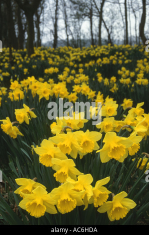 Narzissen Narcissus pseudonarcissus Stockfoto