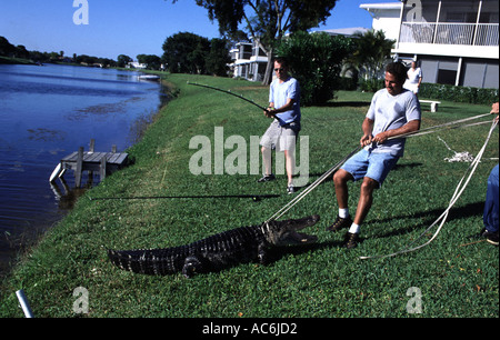 Lizenzierte Alligator Catcher in Florida Alligatoren befinden sich in der Öffentlichkeit ganz über dem Zustand Stockfoto