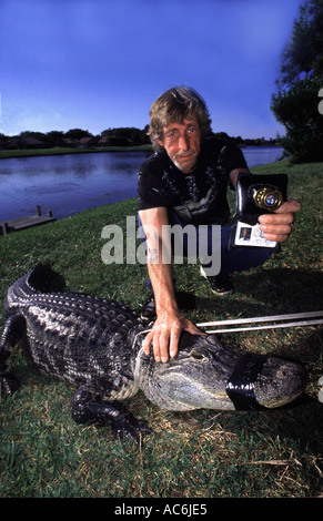 Lizenzierte Alligator Catcher in Florida Alligatoren befinden sich in der Öffentlichkeit ganz über dem Zustand Stockfoto