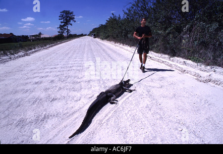 Lizenzierte Alligator Catcher in Florida Alligatoren befinden sich in der Öffentlichkeit ganz über dem Zustand Stockfoto