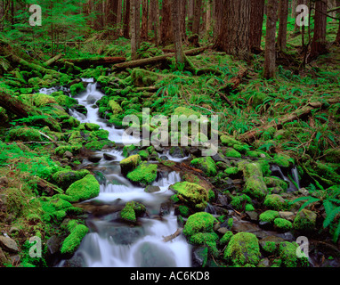 Olympic Nationalpark, WA: Ein kleiner Bach fließt über Moos bedeckt Felsen durch einen uralten Hemlock Wald im oberen Soleduc Stockfoto