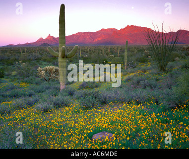 Organ Pipe Cactus National Monument, AZ: Saguaro-Kaktus in einem Feld von Mohn mit späten Licht Stockfoto