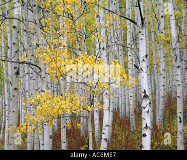 Gunnison National Forest, CO White Stämme der Espe Populus Tremuloides in Herbstfarben Stockfoto