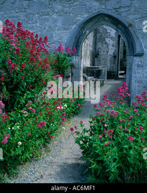 County Kerry Irland rosa und roten Baldrian Menschenmassen den Weg zum Muckross Abbey gegründet von den Franziskanern in 1448 Killarney Stockfoto