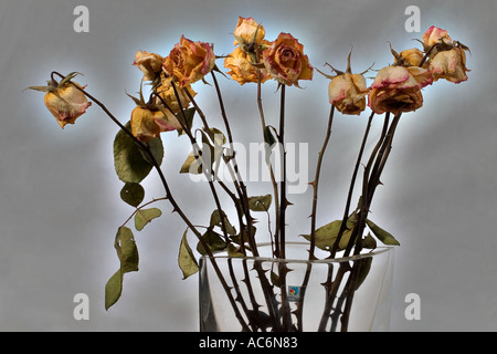 Stillleben mit getrocknete gelbe Rosen in einer vase Stockfoto