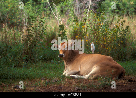 Kuhreiher Bubulcus Ibis sitzt auf der Rückseite einer Kuh in Kualoa auf Insel Oahu Hawaii USA Stockfoto