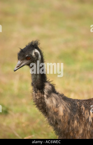 Emu Dromaius Novaehollandiae Australien Stockfoto