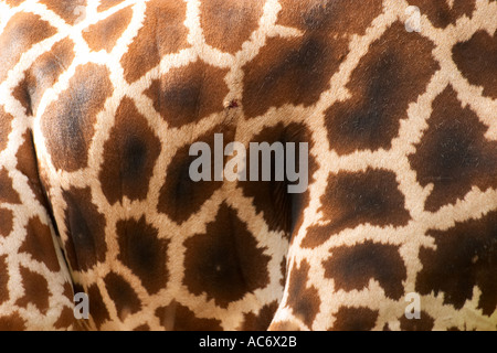 Rothschilds Giraffen Haut Giraffa Plancius rothschildi Stockfoto