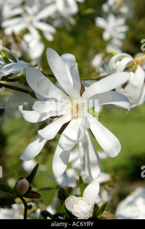 Magnolia Stellata Blume Nahaufnahme Natur in Sussex Garten an einem sonnigen Frühlingstag. Stockfoto