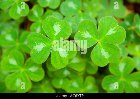 Oxalis, wachsen im Redwood Forest, Stockfoto