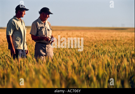 Landwirte im Weizen Ernte, Western Australia, Horizontal, Stockfoto